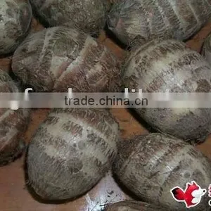 Fresh Taro thumbnail-1