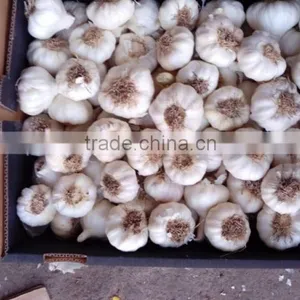 High Quality Garlic White Garlic With Good Packing thumbnail-2
