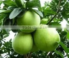 FRESH APPLES FRUITS thumbnail-4