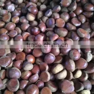 Fresh Chestnuts of 2016 thumbnail-2