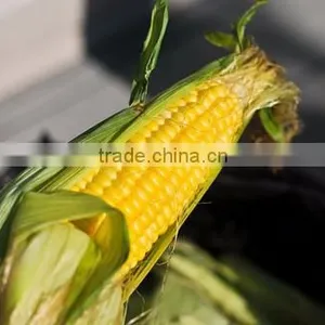 Frozen Corn Boiled High Quality Export From Vietnam thumbnail-1
