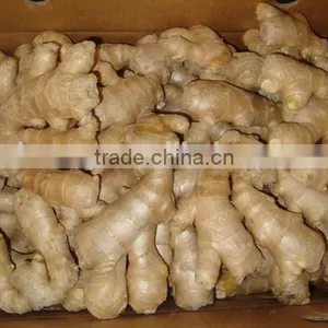 New Crop Ginger Root Ginger for Sale With Good Quality thumbnail-1