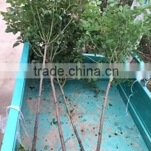 4-5 Years 80-120cm Blooming Roses Seedlings With Straight Trunk thumbnail-2