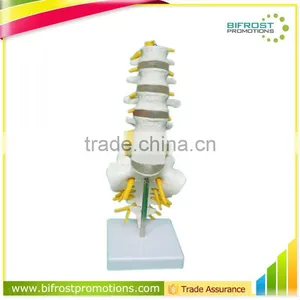 Life-size 5 Pcs Anatomical Lumbar Vertebra Model thumbnail-1