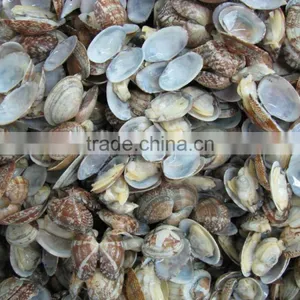 Seafood Frozen Canned Baby Clam thumbnail-3