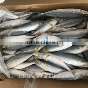 Frozen Pacific Mackerel 5-6pcs/kg thumbnail-1