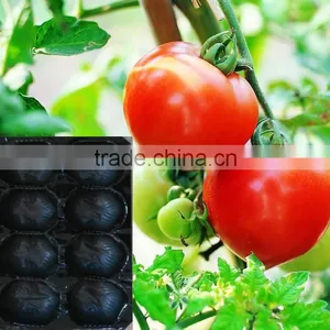 High Quality SGS Certificate PP Apple Tray thumbnail-5