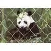 Sell Chain Link Fence (China (Mainland)) thumbnail-1