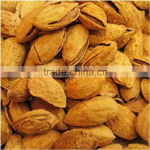High Quality Chinese Almond thumbnail-1