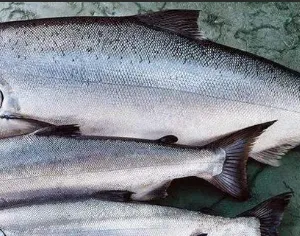 Salmon Fish Processing Line Production Line Salmon Killing Taper Machine thumbnail-5