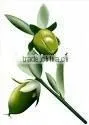 Jojoba Oil thumbnail-1