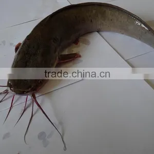Frozen Catfish (Silurus Asotus) Fish to Africa thumbnail-1
