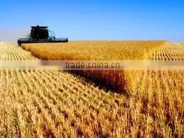 Soft Milling Wheat thumbnail-3