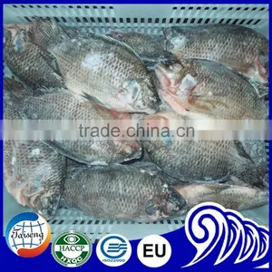 Frozen Tilapia Wholesale Price Fish for Canning thumbnail-3