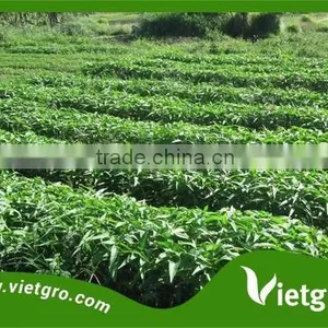 High Yield Kang Kong Water Spinach Seeds For Growing VGKK 023/ Tropical Vegetable Seeds thumbnail-1