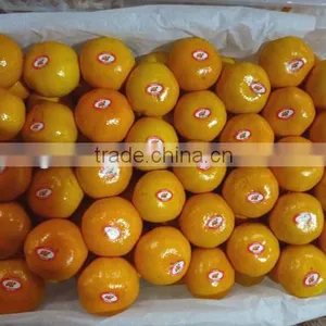 Navel Orange thumbnail-1