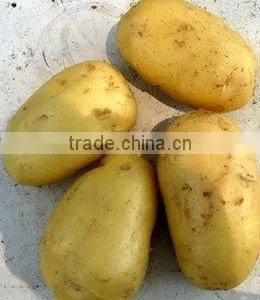 Fresh Yellow Holland Potato(150-200g/pc) thumbnail-1