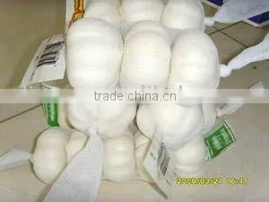 2012 Fresh Pure White Garlic thumbnail-1
