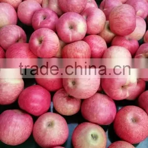 Paper Cap Bagged Qinguan Apple thumbnail-2