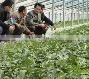 Biological Organic Agro Fertilizer / Base Fertilizer thumbnail-6