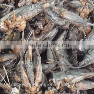 Pet Food Fish Food Freeze Dried Crickets thumbnail-4