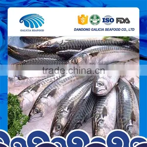 Frozen Pacific Mackerel Fish Scomber Japonicus for Sale thumbnail-1