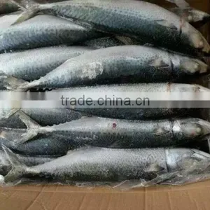 Pacific Mackerel thumbnail-4