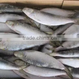 2016 Best Quality Sardine 8-10pcs/kg for Bait thumbnail-3