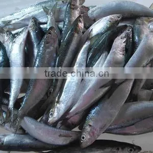 Good Quality Frozen Sardines 6-7pcs/kg thumbnail-3