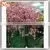 Artificial Indoor Or Outdoor Cherry Blossom Tree Fake Wedding Wishing Blossom Tree Plastic Flower Trees And Plants For Sale thumbnail-3