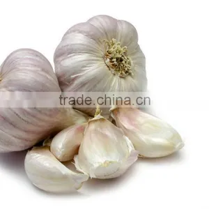 Pure Natural Garlic Allicin Extract Powder thumbnail-1