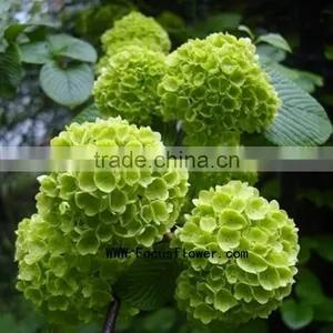 Artificial Green Hydrangea Flowers Trade From Yunnan China thumbnail-4