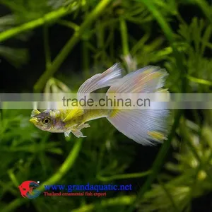 Guppy Fish Farm for Sale/ Aquarium Fish thumbnail-2