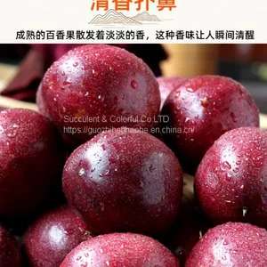 Passion Fruit thumbnail-3