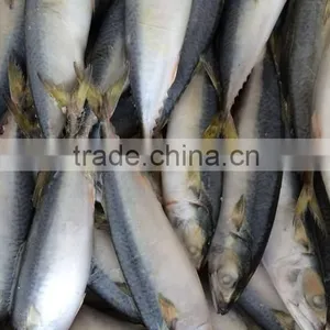 Landing Frozen Size 6 - 8 Pcs / kg Frozen Scomber Scomb thumbnail-1
