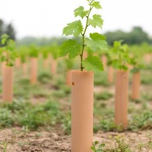 Tree Guard of UV Treated PP Plastic Correx Sapling Tree Guard/Tree Set/Tree Shelters Sheet thumbnail-1