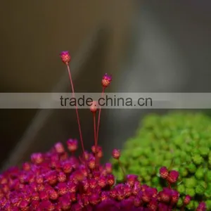 Happy Flower thumbnail-1
