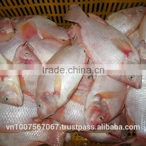 FROZEN RED TILAPIA thumbnail-2