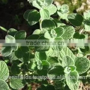 High Quality Pure Thyme Oil thumbnail-1