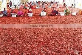 Byadgi Chillies thumbnail-3