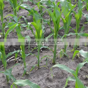New Agricultural Machines Names and Uses Hand Push Corn Seeder thumbnail-4