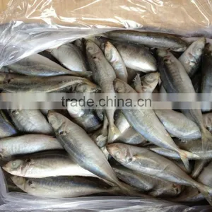 Frozen Round Scad 8-10pcs/kg thumbnail-1