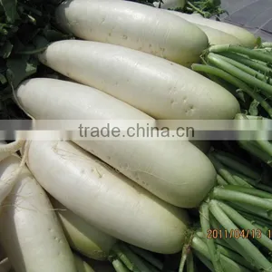 New Crop Fresh White Raddish From China thumbnail-1