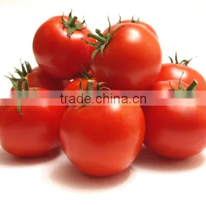 Fresh Tomato thumbnail-2