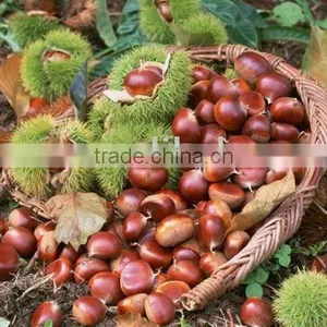 Chestnut thumbnail-1
