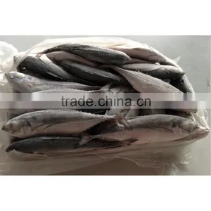Frozen Hard Tail Jack Mackerel With Good Price thumbnail-1