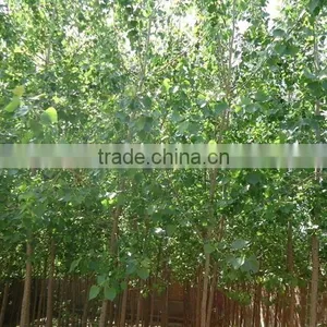 Silverleaf Poplar Seedling thumbnail-4
