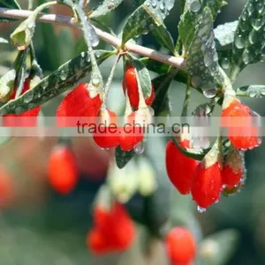 Goji Berry for Medicines thumbnail-1