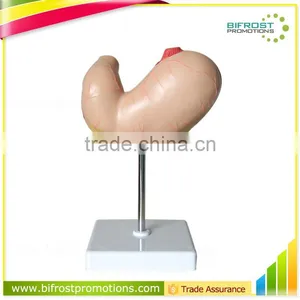 Life-Size Biological Teaching Aids Human Body Stomach Model thumbnail-1