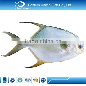 Wholesale Health Golden Pompano or Golden Pomfret thumbnail-1
